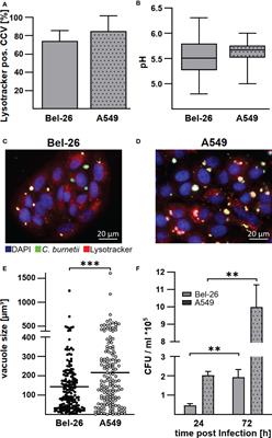 Bovine blood derived macrophages are unable to control Coxiella burnetii replication under hypoxic conditions